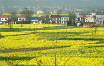 春风又绿江南岸，绿柳才黄半未匀